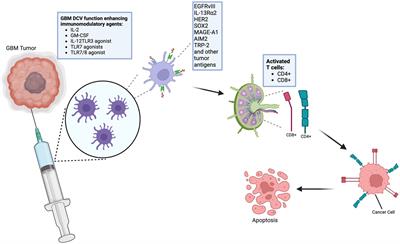Advancements in dendritic cell vaccination: enhancing efficacy and optimizing combinatorial strategies for the treatment of glioblastoma